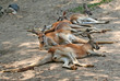 Tired Kangaroos
