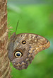 Owl Butterfly