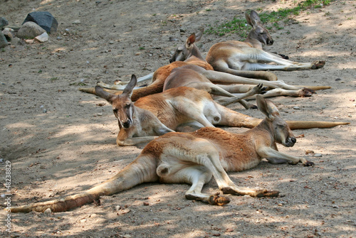 Photo: Tired Kangaroos Tired Kangaroos