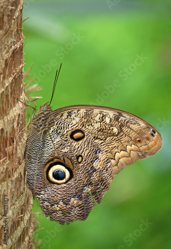 Photo: Owl Butterfly Owl Butterfly