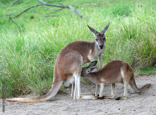 Photo: Kangaroo feeding baby joey Kangaroo feeding baby joey
