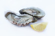 ostriche_sfondo bianco