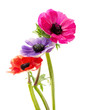 Foto: bunch of colorful anemone flowers bunch of colorful anemone flowers