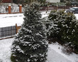 Photo: Snow covered garden Snow covered garden