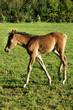Small funny foal