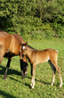 Horse and foal