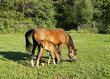 Horses and nature