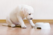 White puppy sitting near his plastic bowl with food