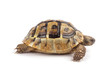 Foto: Turtle isolated on white background Turtle isolated on white background