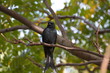 Bronzed Drongo,Dicrurus aeneus