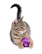 Kitten, purple ball,isolated white background