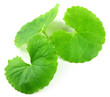 Photo: Medicinal thankuni leaves Medicinal thankuni leaves