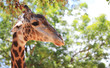 giraffe, green tree background