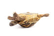 Foto: Turtle isolated on white background Turtle isolated on white background