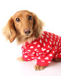 Valentine dog