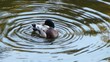 Pato lavandose