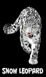 snow leopard