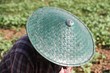 Foto: laos femme au champ avec chapeau traditionnel laos femme au champ avec chapeau traditionnel