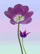 Purple Tulips Purple Tulips