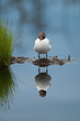 Sleepy black-headed gull