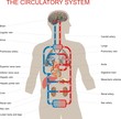 The circulatory system
