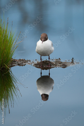 Photo: Sleepy black-headed gull Sleepy black-headed gull