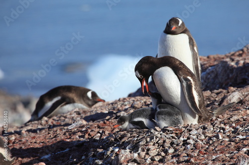 Photo: Penguins with Chicks Penguins with Chicks