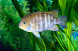 Cichlasoma sajica fish in aquarium