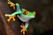 red-eye frog  Agalychnis callidryas in terrarium