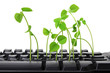 Computer Keyboard with Snow Pea Sprouts