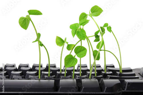 Photo: Computer Keyboard with Snow Pea Sprouts Computer Keyboard with Snow Pea Sprouts