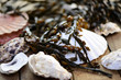 Meeresalgen, Muscheln