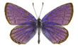 Cupido argiades (Short-tailed Blue)