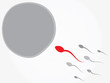 Ovum and spermatozoon. Fertilization