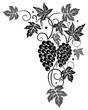 Wein, Weinrebe, Ranke, Weinblätter, Weintrauben, wine