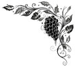 Wein, Weinrebe, Ranke, Weinblätter, Weintrauben, wine