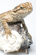pogona