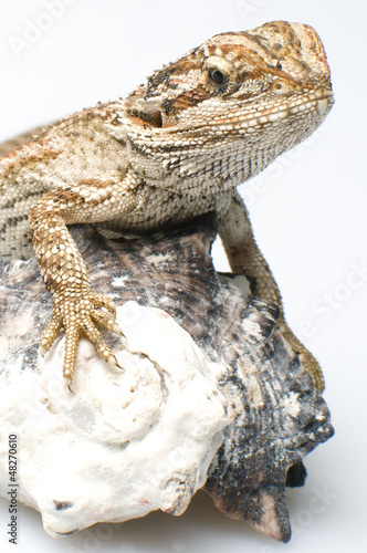 Photo: pogona pogona