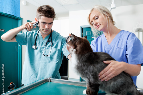 Photo: Young Veterinarian Doctors Examining A Cat Young Veterinarian Doctors Examining A Cat