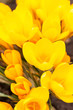 Foto: spring flowers spring flowers