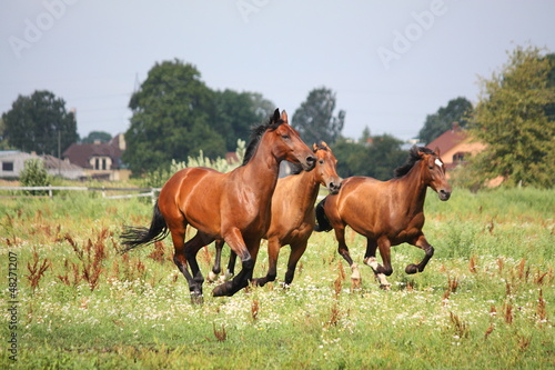 Photo: Horse herd running free at the field Horse herd running free at the field