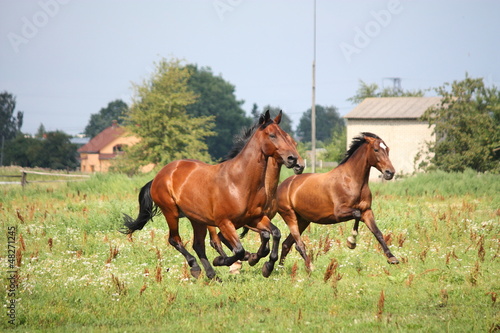 Photo: Horse herd running free at the field Horse herd running free at the field