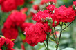 roses spring scene