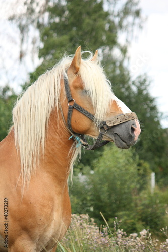 Photo: Beautiful palomino draught horse portrait Beautiful palomino draught horse portrait