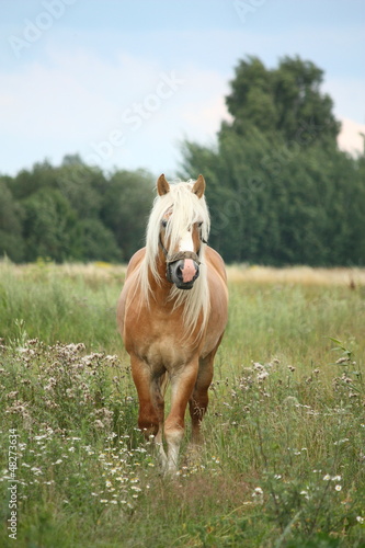 Photo: Beautiful palomino draught horse walking at the field Beautiful palomino draught horse walking at the field