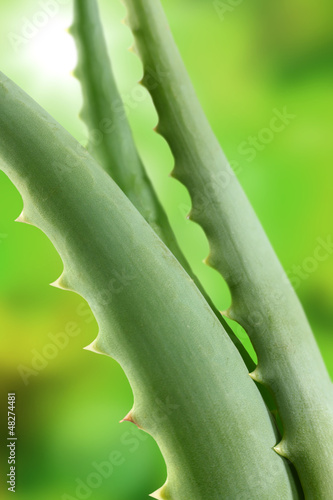 Photo: aloe vera aloe vera