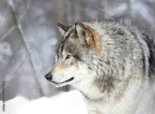 Photo: loup gris de profil loup gris de profil