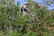 olive harvest