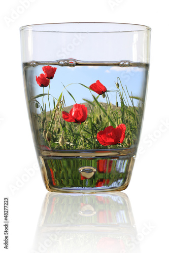 Photo: Glass of spring. Field of red poppies in a glass of water Glass of spring. Field of red poppies in a glass of water