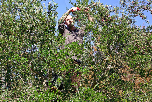 Photo: olive harvest olive harvest